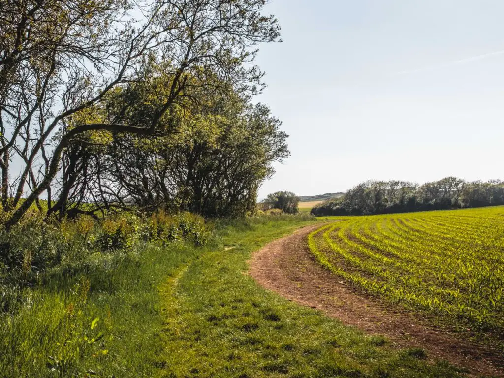 A dirt trail running along the edge of a harvesting g field. 