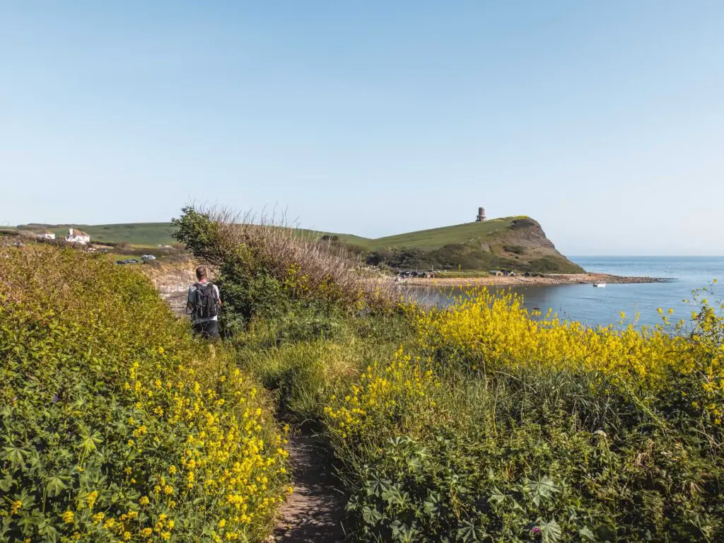 A view to Kimmeridge bay and Clavell tower, with a man walking along a trail lined with yellow flower bushes.