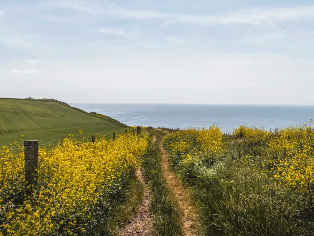 A walking trail running through the tall grass and yellow flowers leading to the blue sea ahead.