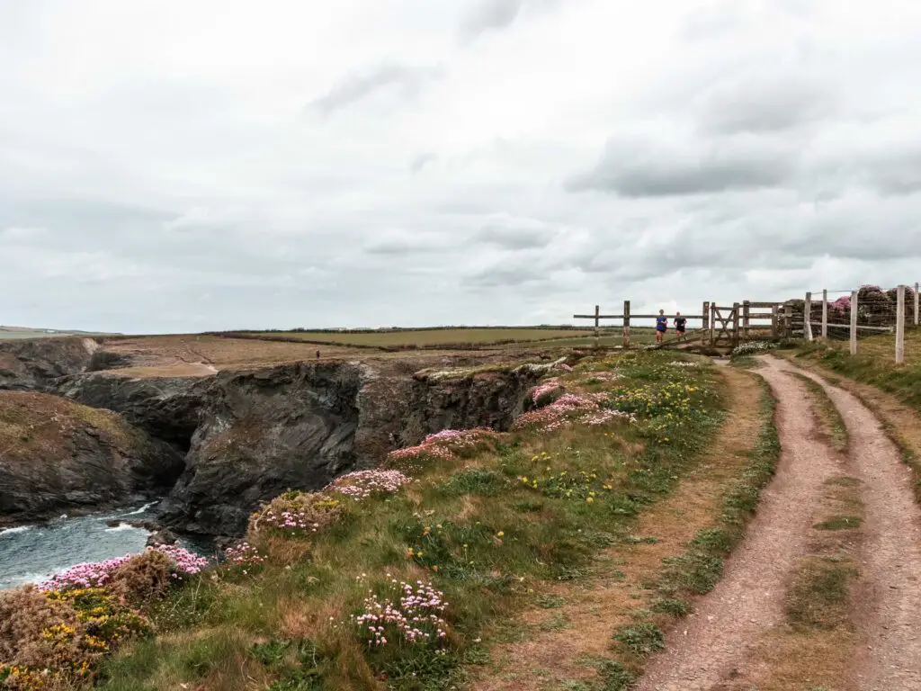 A trail running along the top of the cliff. There is a strip of grass next to the path with small pretty pink and yellow flowers.