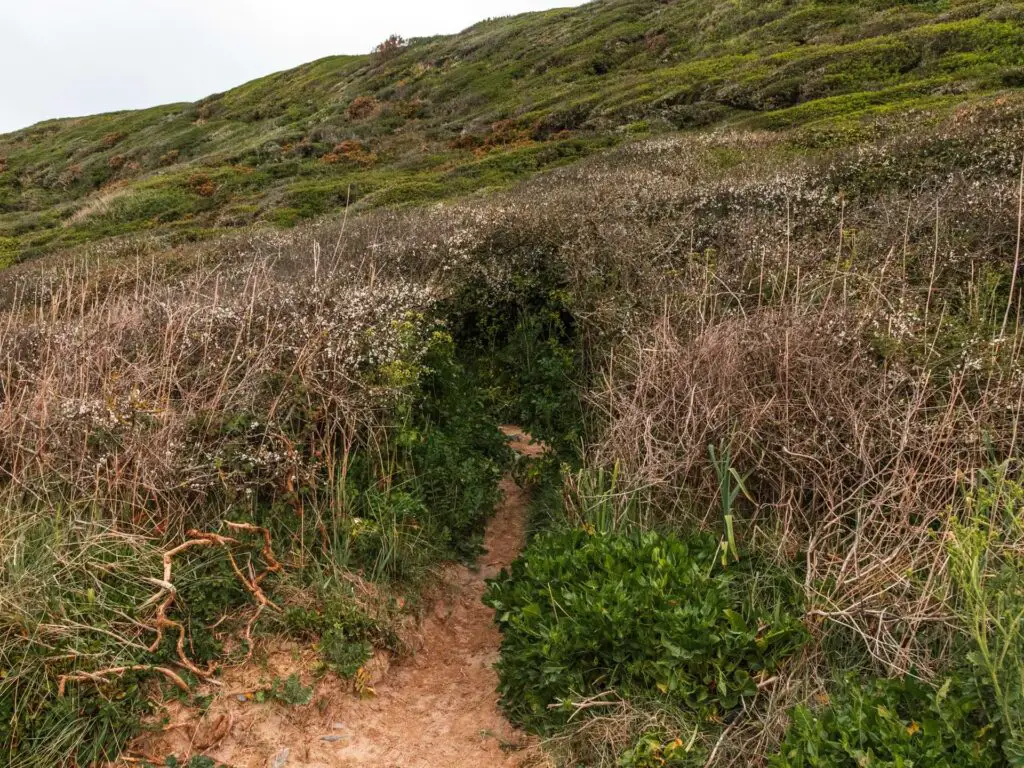 A small sand trail going uphill through the bushes.