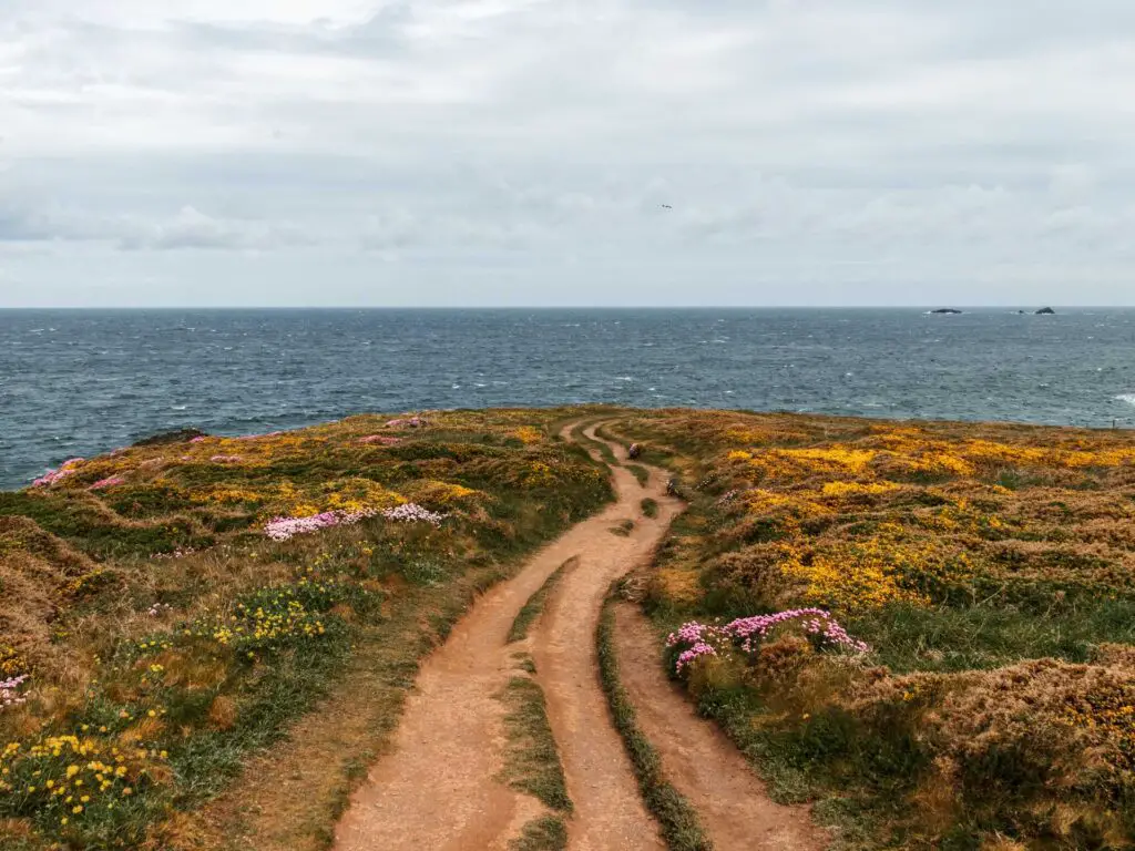 A dirt trail snaking through the grass with patches of yellow and pink flowers and the blue sea in the distance.