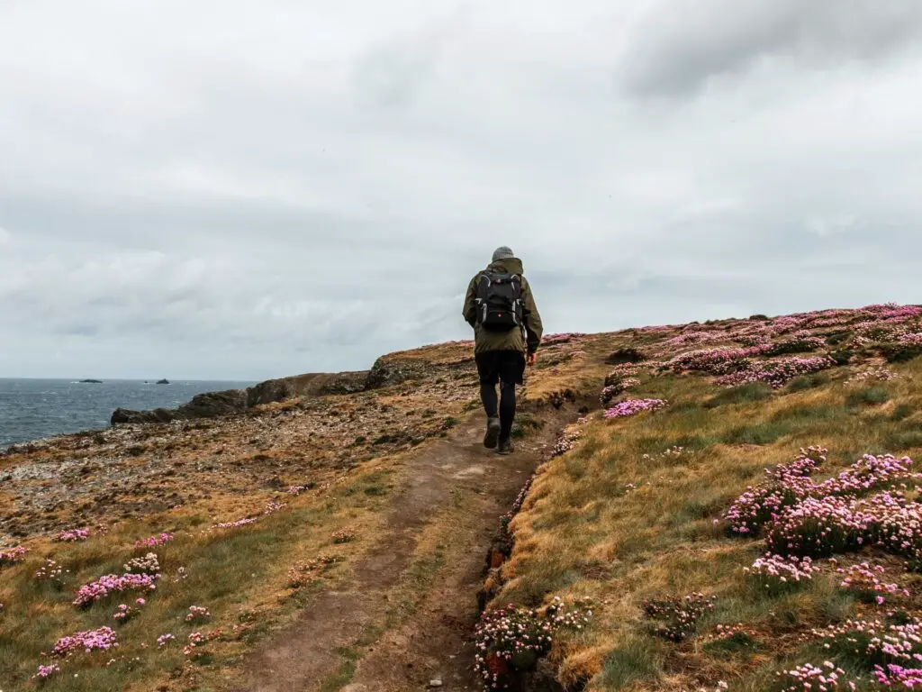 A man walking uphill along a dirt trail with grass and pink clusters of flowers.