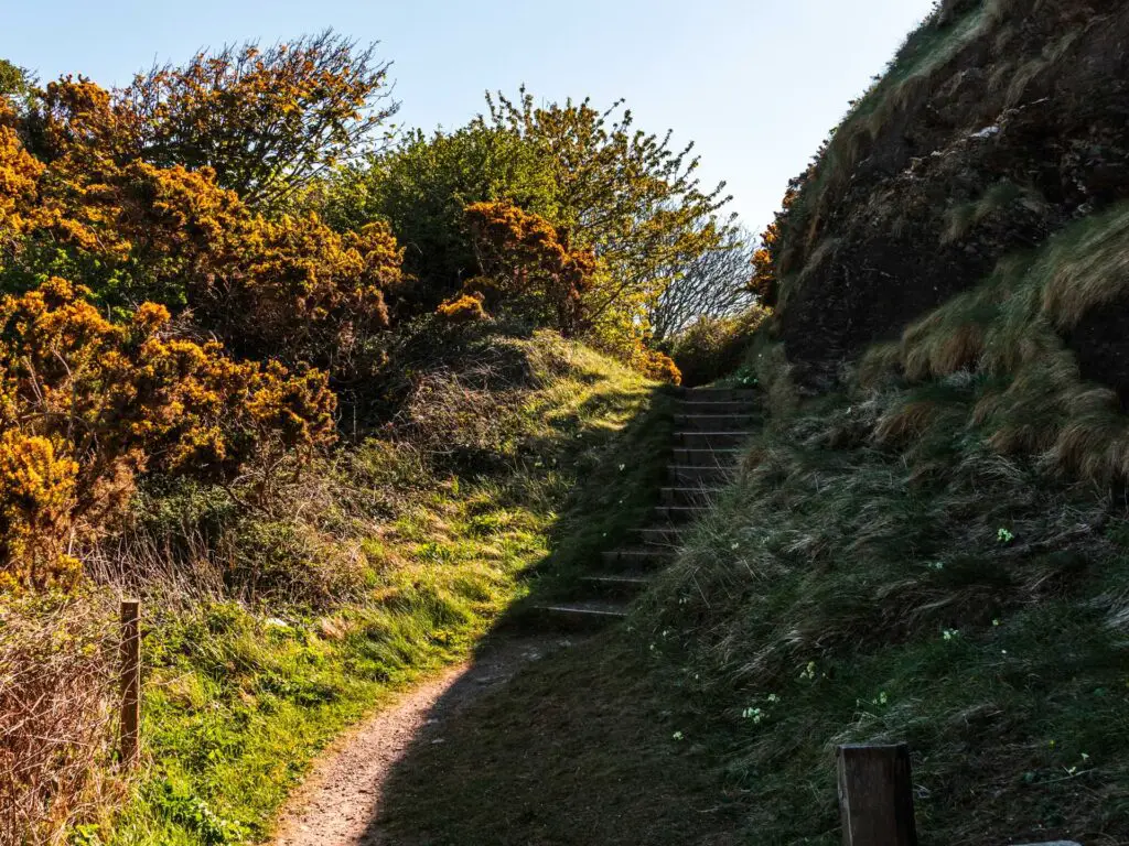 Steps leading up a small grass hill, surround by bushes and trees.