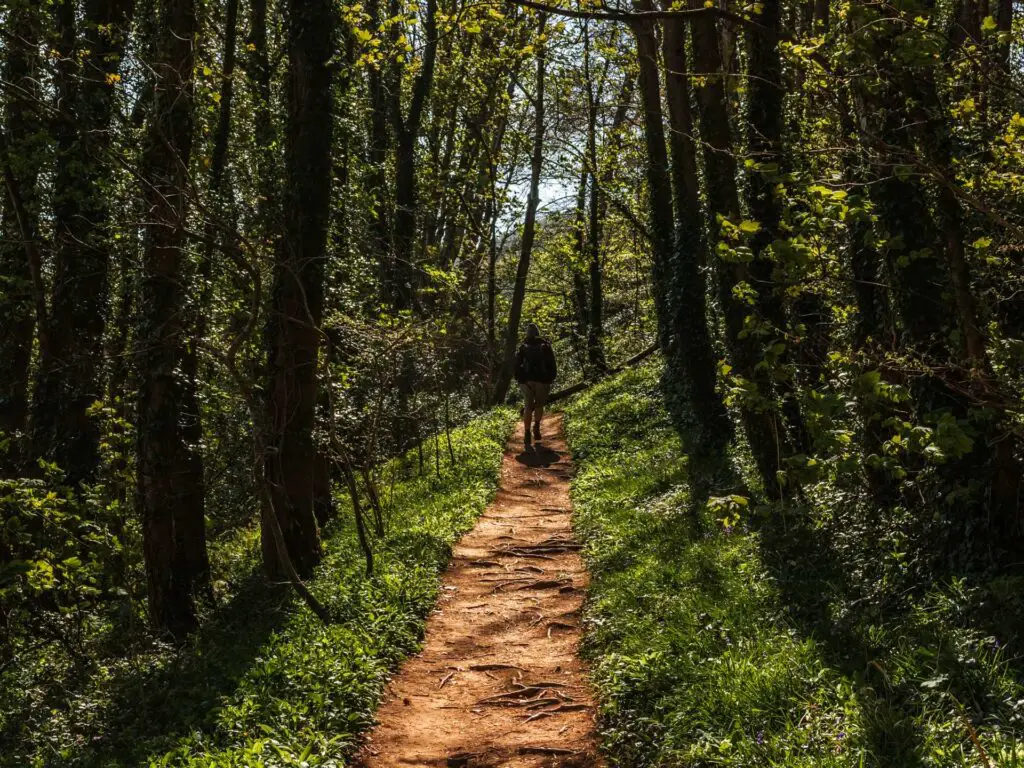 A dirt trail through the trees, with a man walking on the other side.
