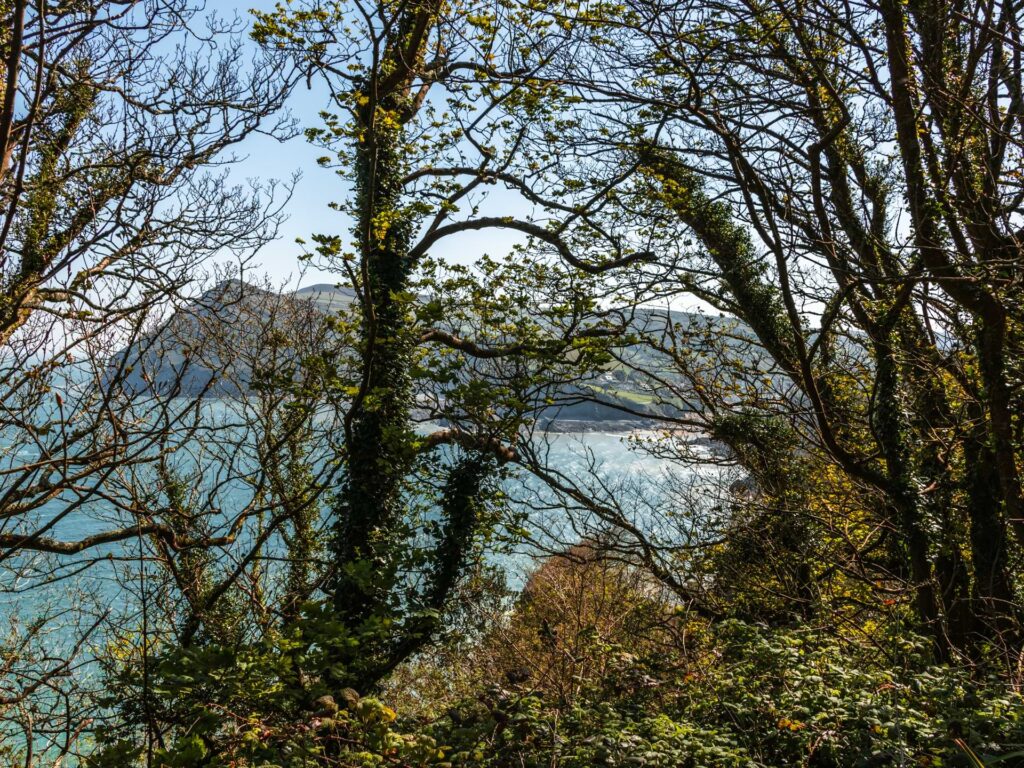The blue sea and a big coastline hill just about visible through the trees.