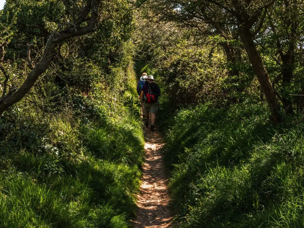 A narrow dirt trail leading uphill engulfed by green grass and bushes on the walk out of Combe Martin. There are a couple of people walking ahead on the trail.