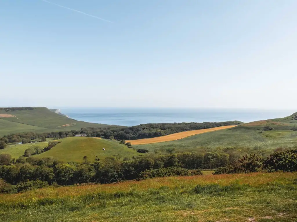 An undulating landscape of green fields and some trees leading to the sea on the circular walk from Kimmeridge to Kingston in Dorset. 