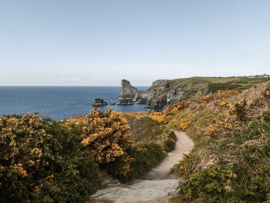 A trail leading through grass and bushes on the walk from Tingatel to Bossiney. There are cliffs and rocks in the distance in the blue sea.