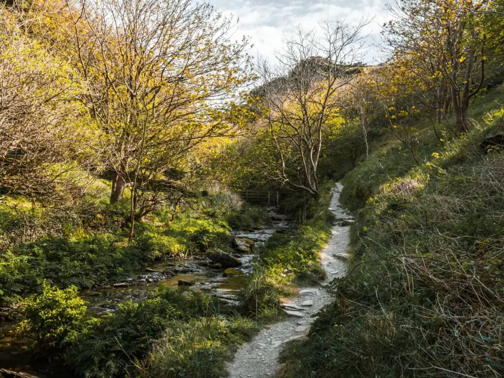 A narrow trail running alongside a stream of water in the Rocky Valley on the walk back to Tintagel Cornwall. The landscape is made up of overgrown grass and trees with lots of branches. 