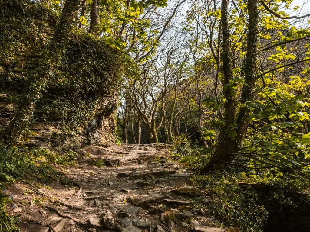 A rocky dirt trail leading uphill surrounded by trees and foliage.