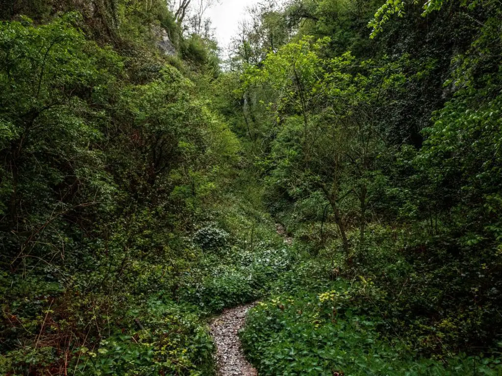 A narrow trail snaking through the lush green woodland on the walk through Ebbor Gorge.