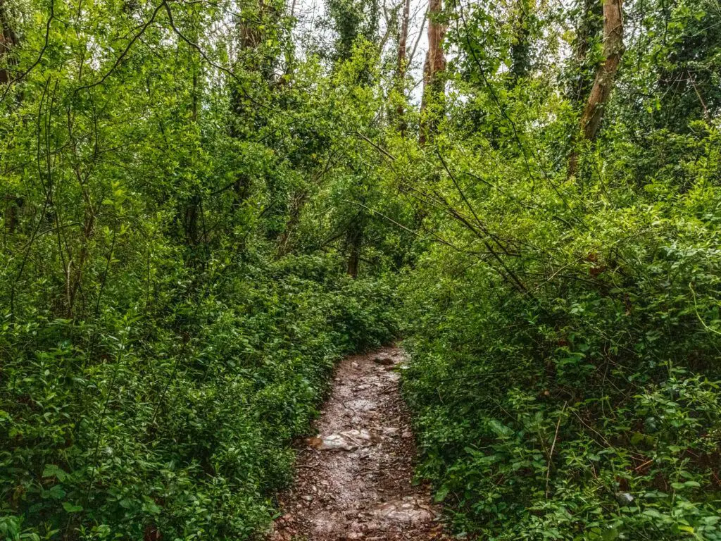 A narrow trail leading the the green bushes.