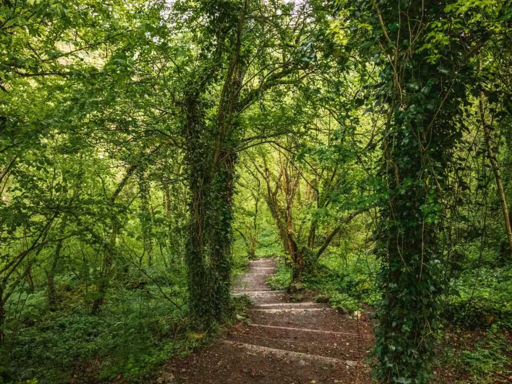 Steps leading down through the lush green woodland on the Walk to Ebbor Gorge.