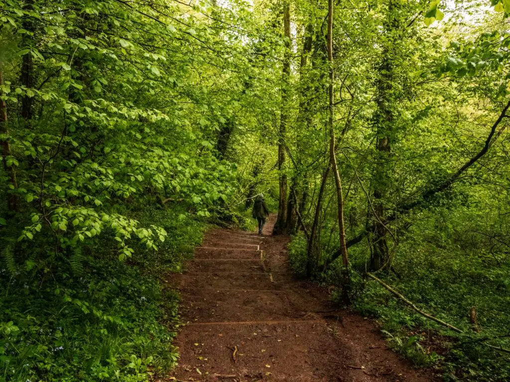 Steps leading downhill through the lush green woodland on the Ebbor Gorge walk.