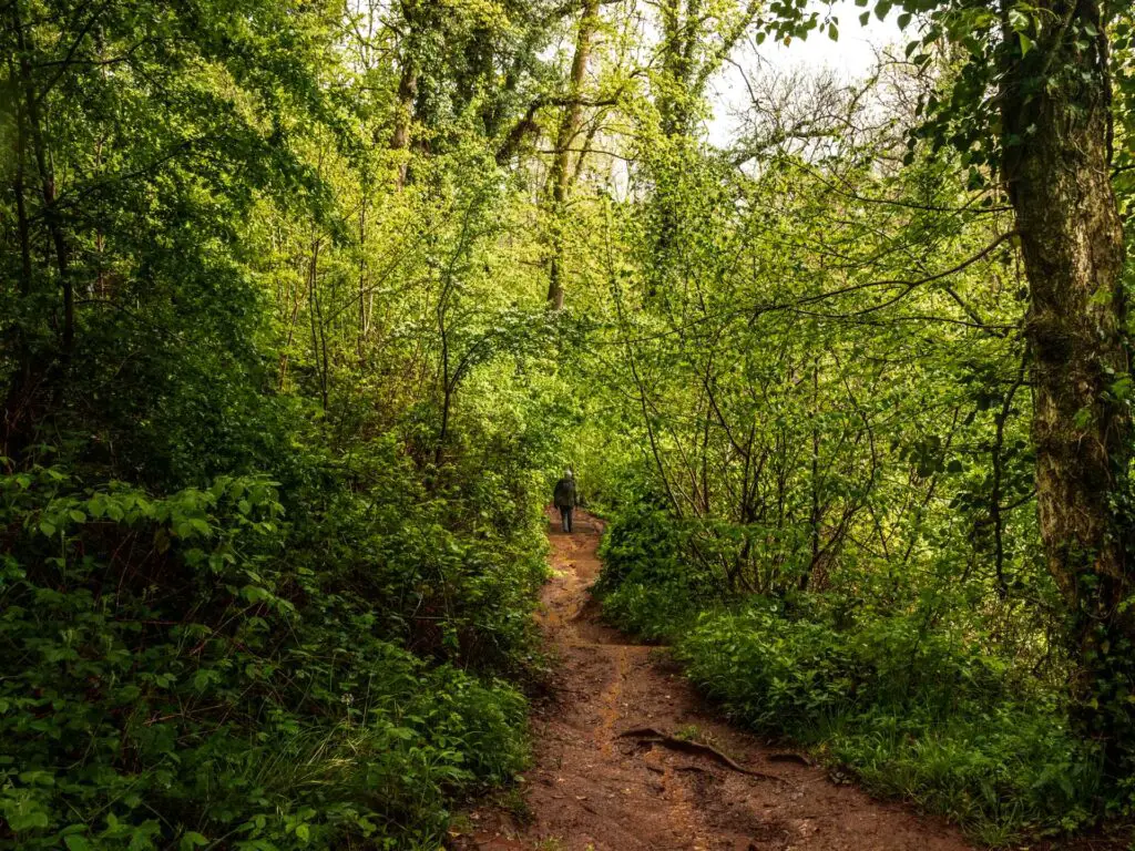 A dirt trail leading downhill through the lush green woodland on the Ebbor Gorge walk. There is a man walking down the trail.