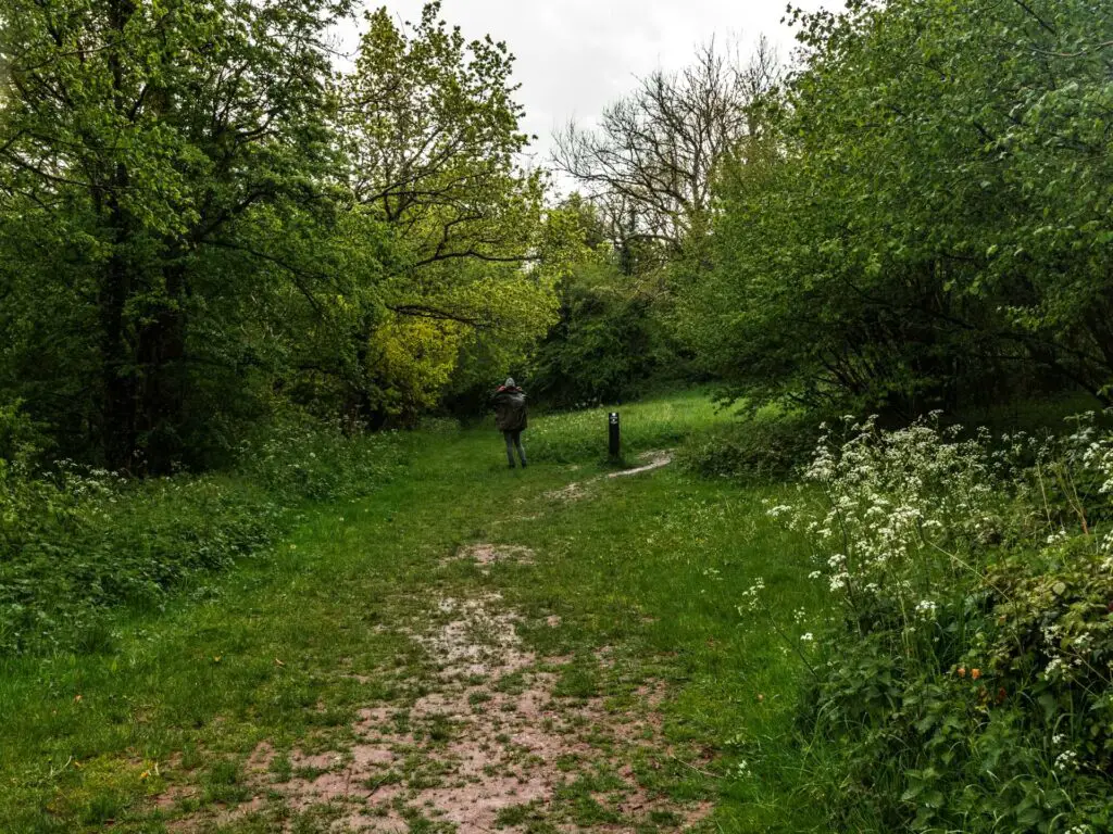 A man walking up the grass trail surrounded by trees.