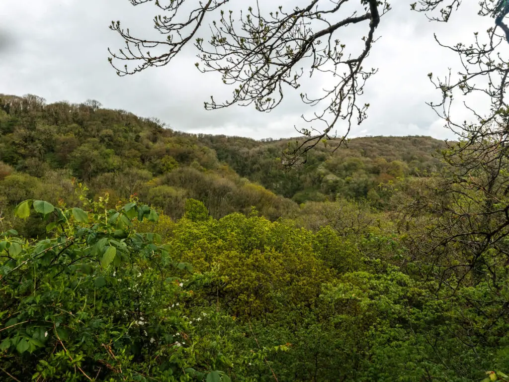 A treetop viewpoint into Ebbor Gorge.