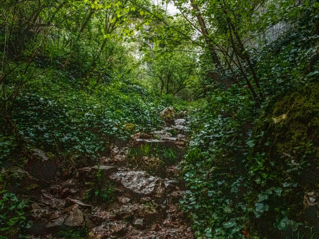 Rocks leading up through the greenery.