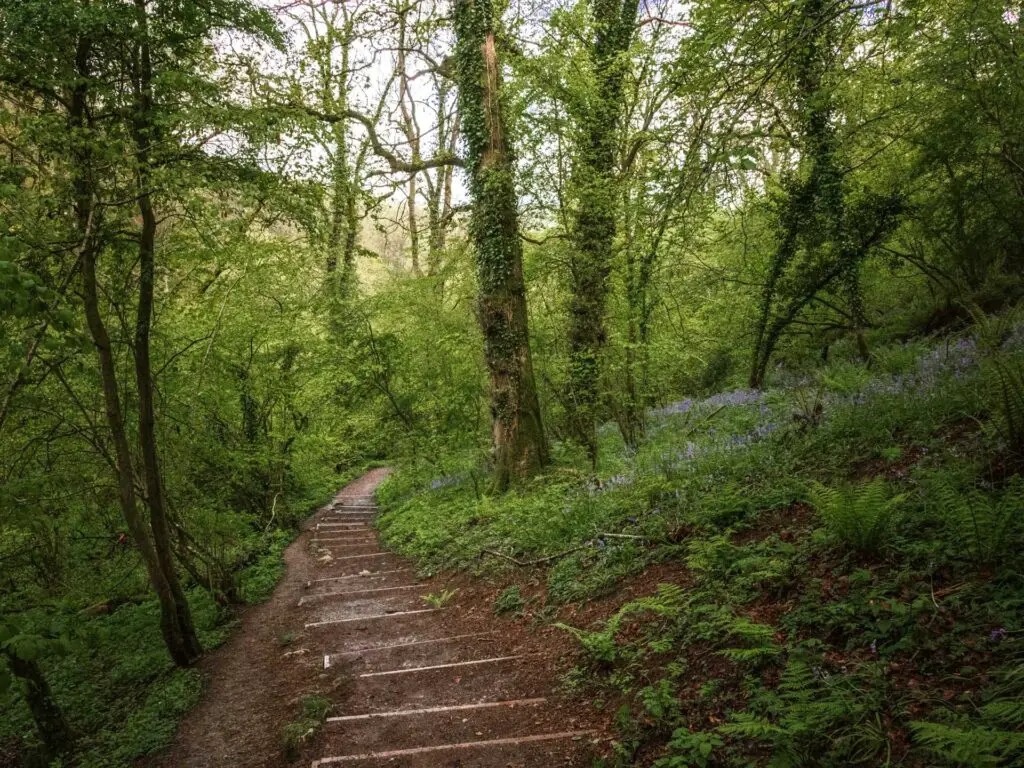 Steps leading down through the woods with bluebells on the right side on the walk to Ebbor Gorge.