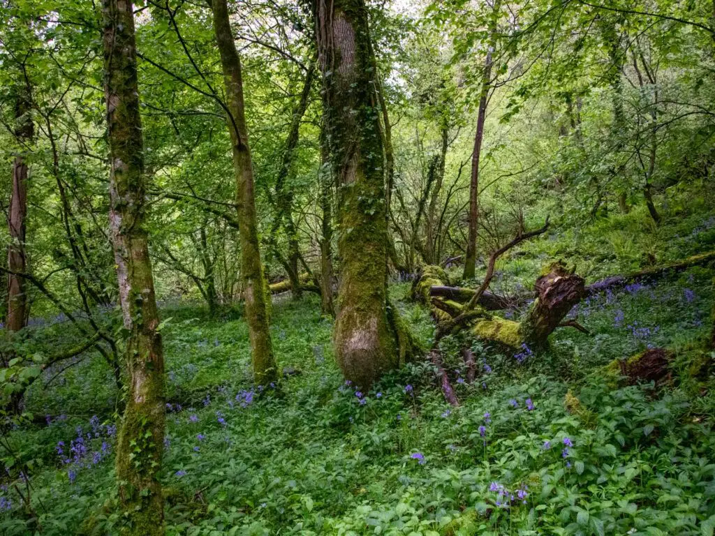 Bluebells amongst the greenery under the trees on the Ebbor Gorge walk.