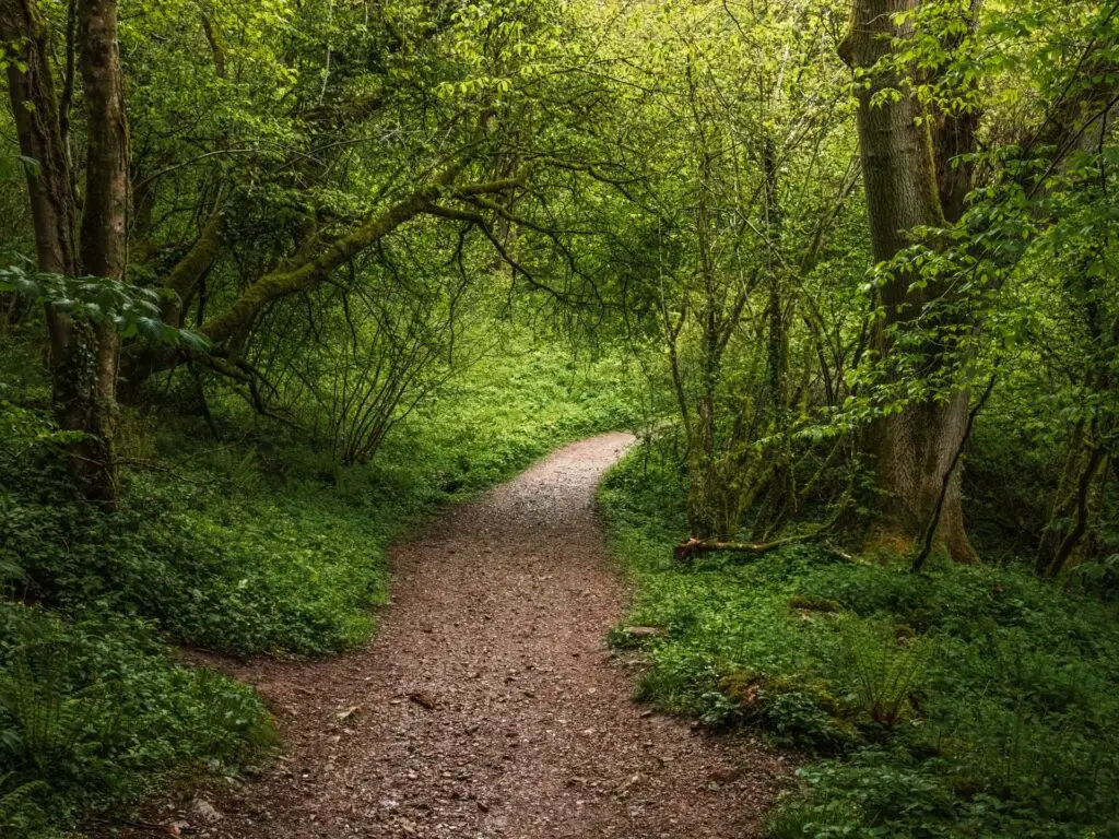 A rocky dirt trail leading through the green woodland.