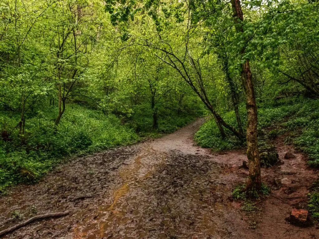 A very muddy wet patch on the walking trail in the woods.