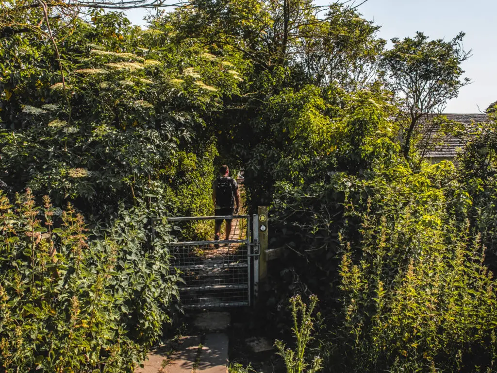 A man walking on the other side of the gate into Kimmeridge. He is surrounded but bushes and trees.