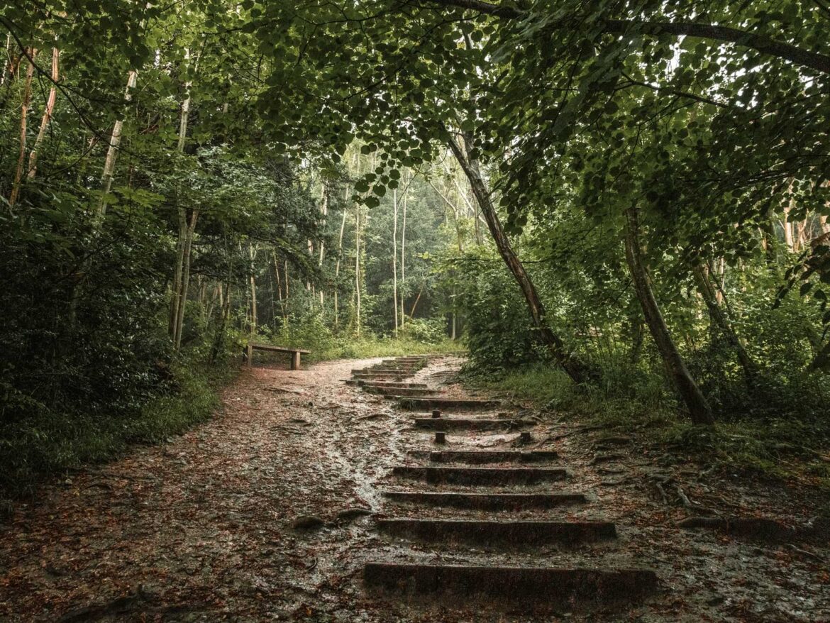 Box Hill Walk via The Stepping Stones: Ultimate Guide - She walks in ...