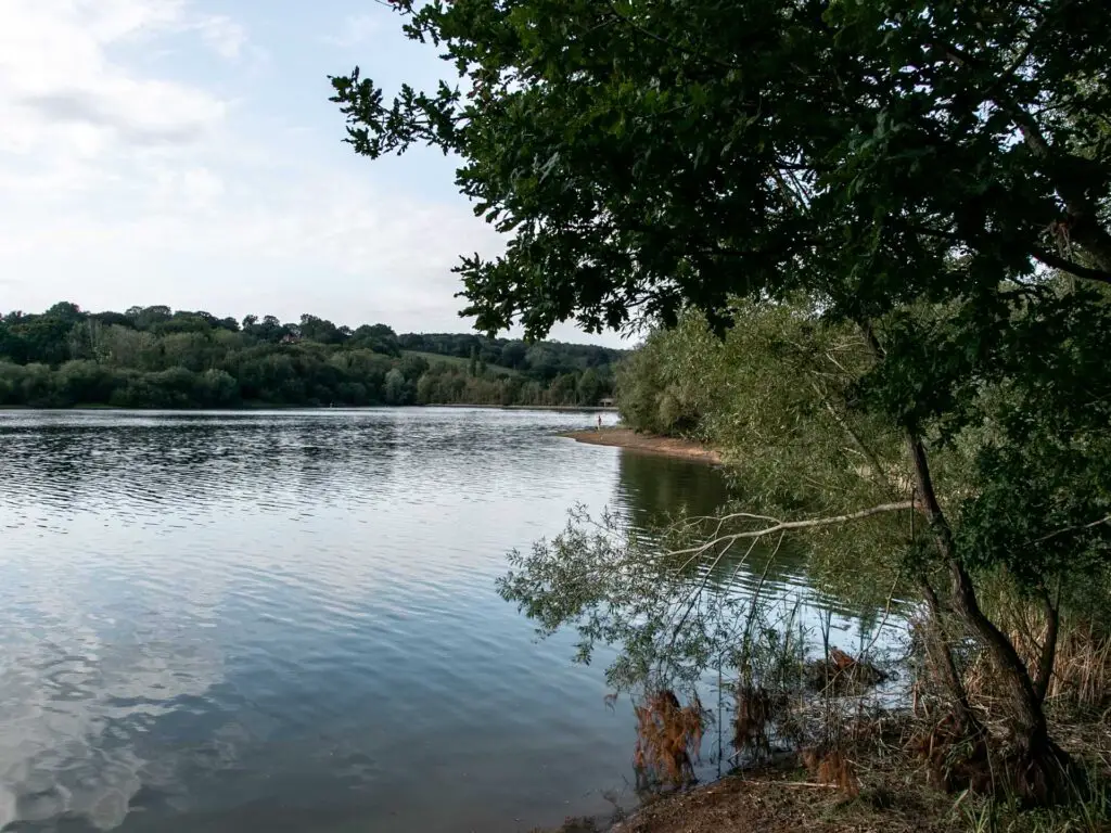 The water of the ardingly reservoir on the walk around it. It is surrounded by bushes and trees, and there is a person standing on the bank in the distance.