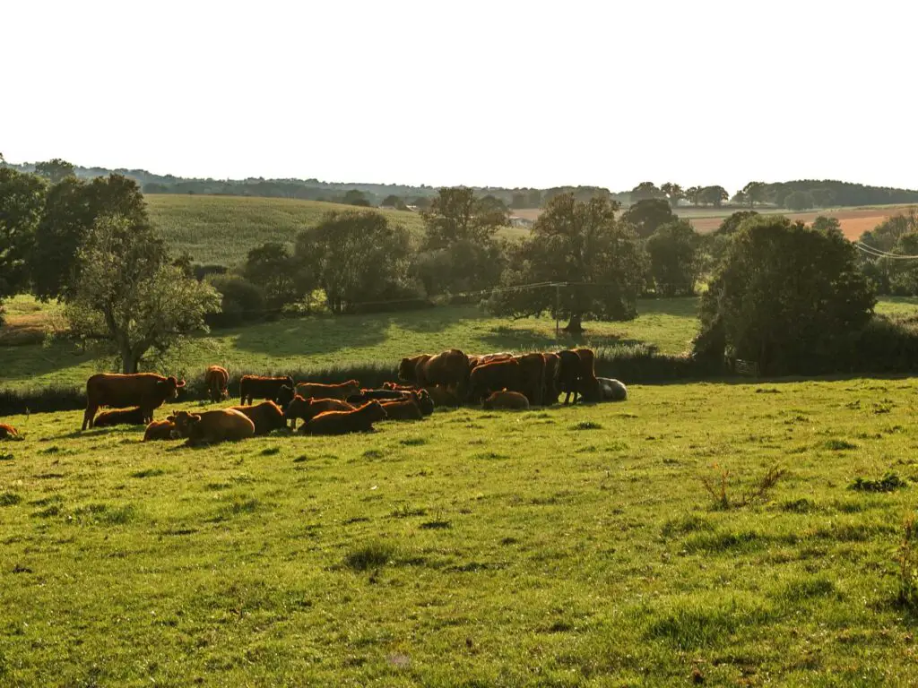 A group of cows hanging out on the green grass field on the walk toward balcombe from the ardingly reservoir and ouse valley viaduct. there are fields with some trees behind the cows in the distance.