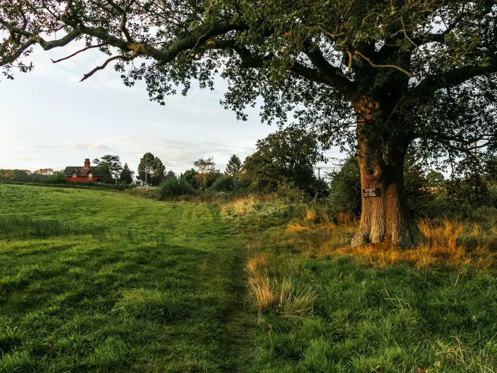 A large tree on the right side of a green grassy field on the circular walk from Balcombe to the ouse valley viaduct. There is a red house ahead on the other side of the field, partially hidden behind a hedge.