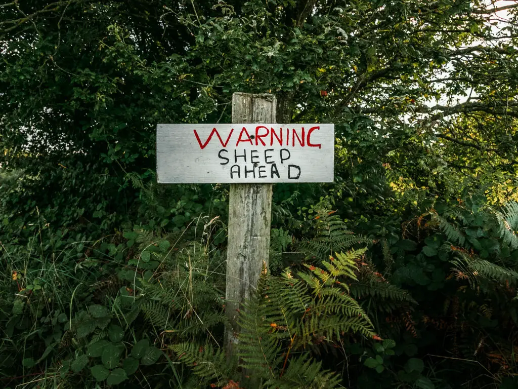 A wooden signpost warning of sheep ahead on the walk back to balcombe form the ardingly reservoir and ouse valley viaduct.
