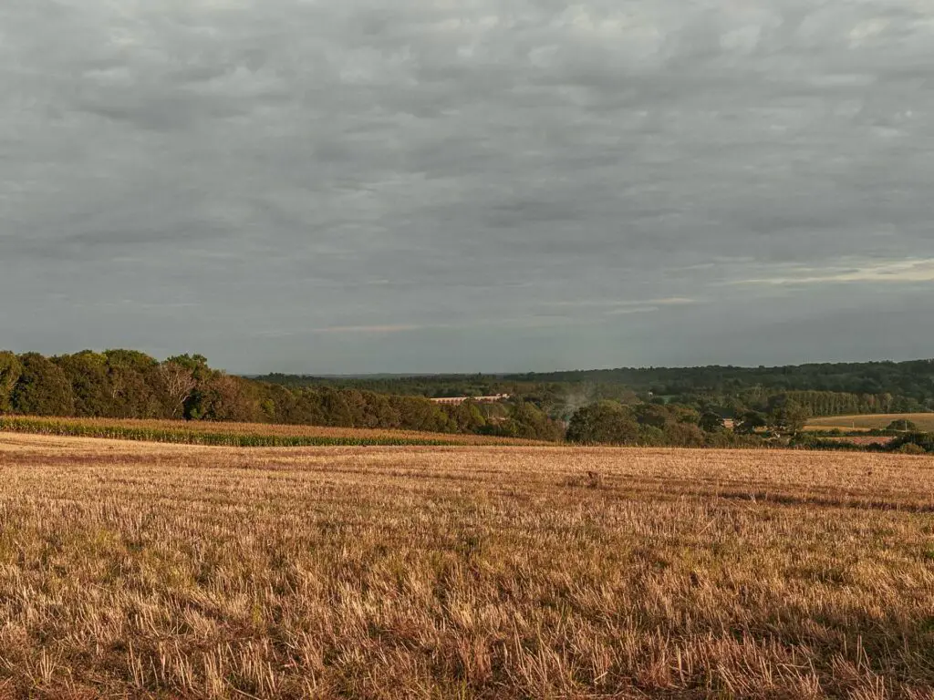A view across the crop field with a view of the ouse valley viaduct way in the distance on the walk back to Balcombe.
