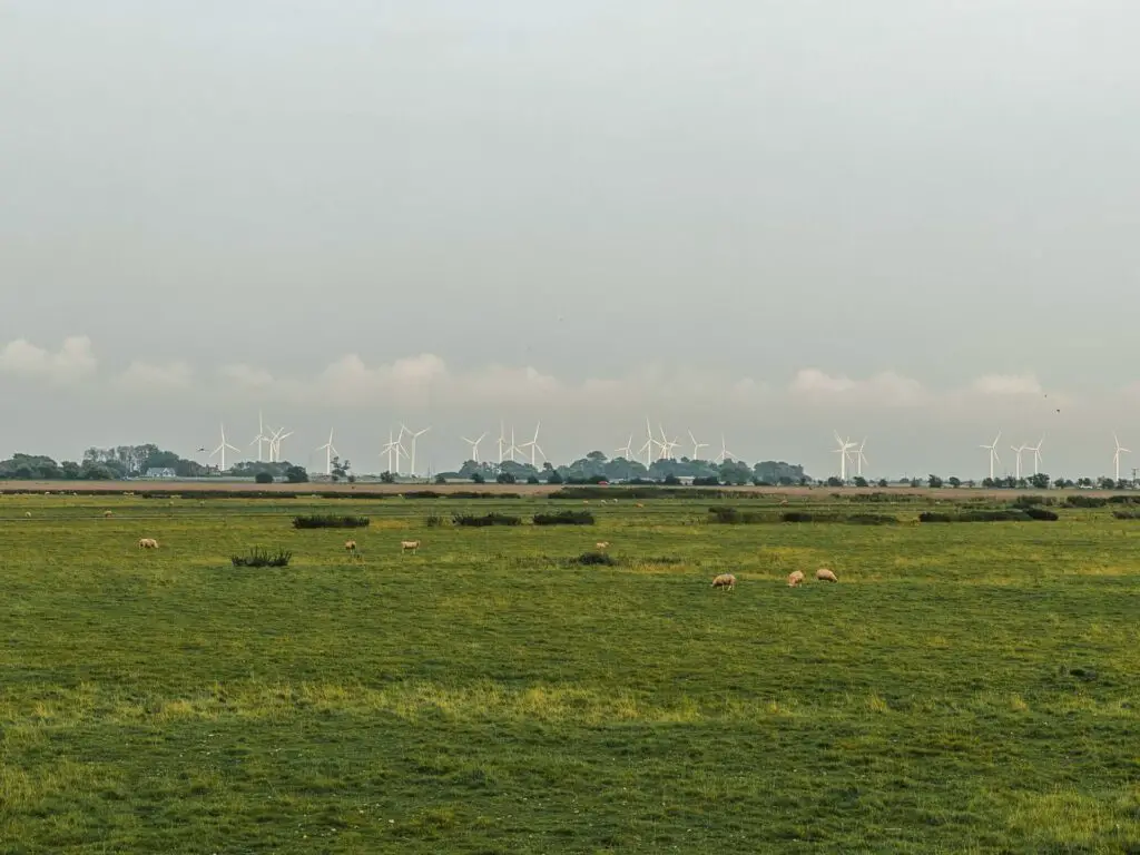 A green grass field with a few sheep grazing and wind turbines visible in the distance.