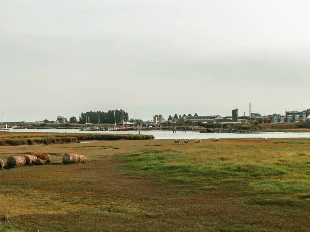 The green marsh land with a few hay stacks and sheep grazing. The River Rother is visible on the other side.