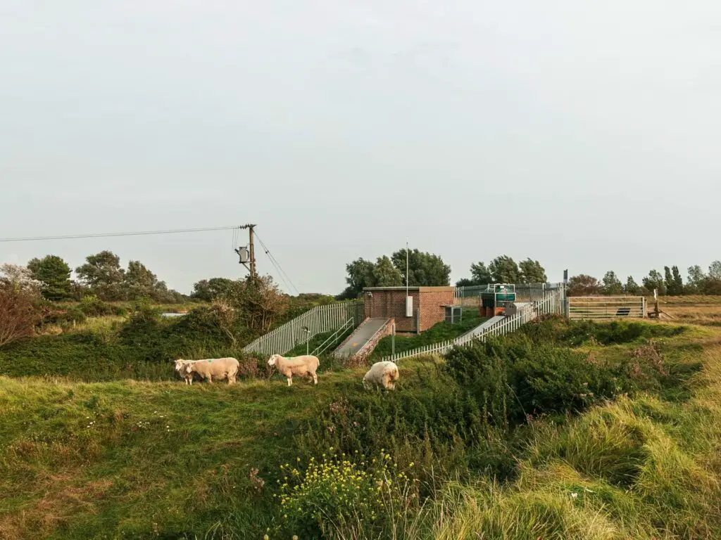 A few sheep grazing infront of a small brick hut.