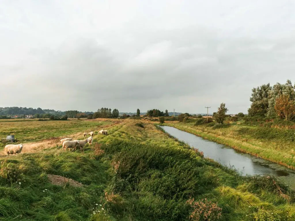 A small river on the right with a green grassy field on the left. There are a few sheep grazing in the field.