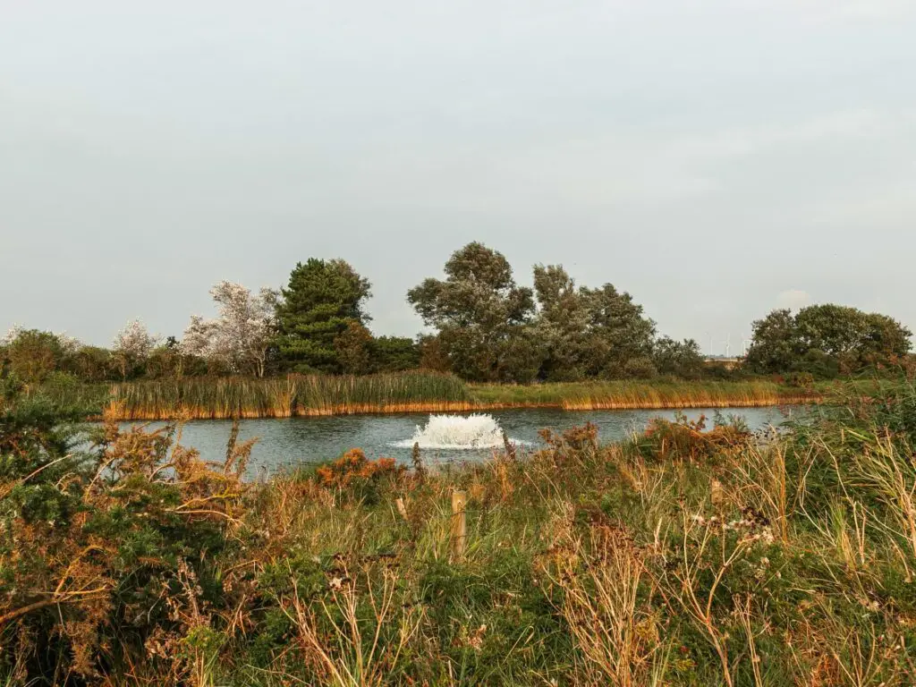 Overgrown grass and bushed with the water on the other side and a small water fountain.