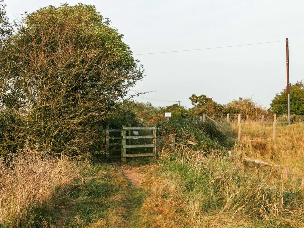 A wooden gate nestled between the bushes.