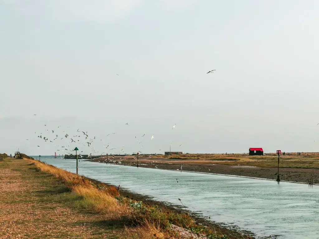 A black shed with red roof on the other side of the River Rother on the walk from Rye to Camber Sands. There are lots of seagulls flying about.