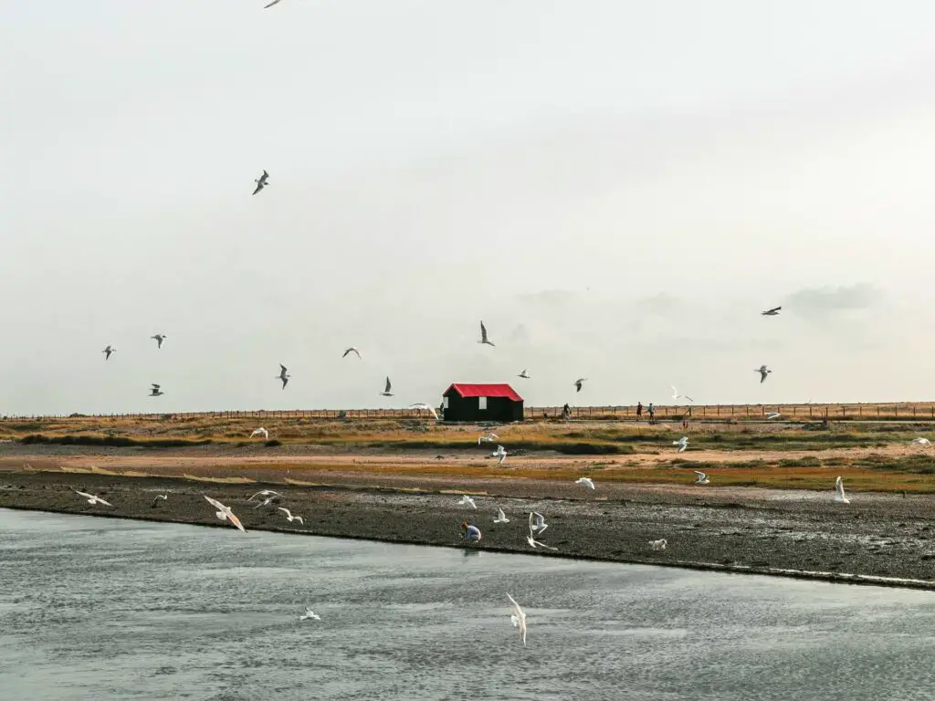 A black shed with red roof on the walk from Rye to Camber Sands. There are lots of seagulls flying in front of the shed.