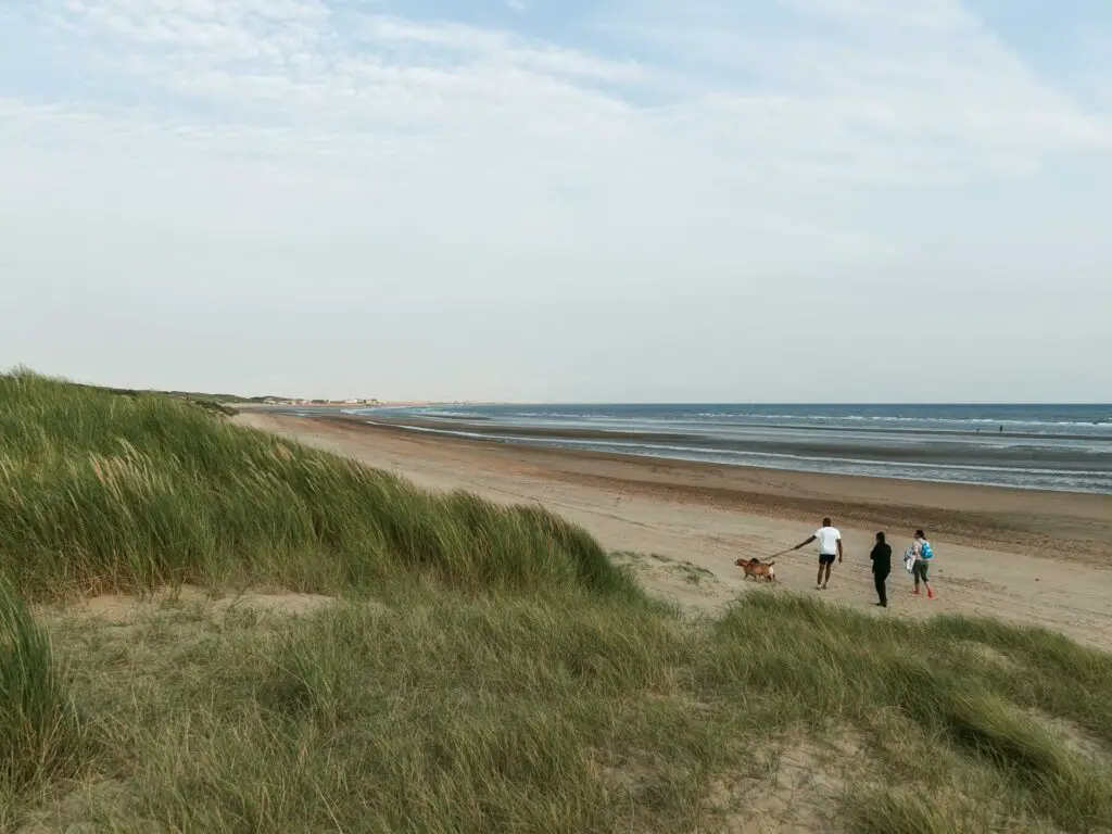 Tall grass on the sand dunes leading to the beach of Camber Sands. There are a few people walking their dog on the beach.