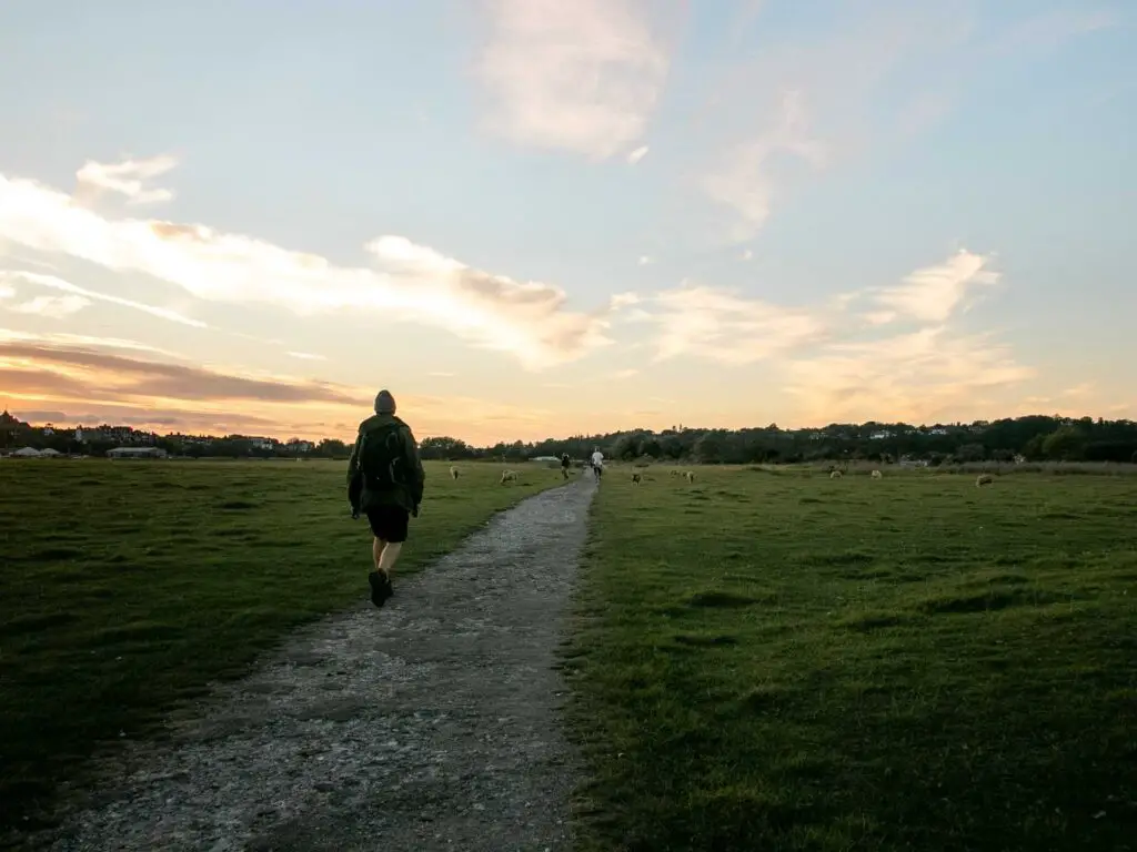 A walking path through a big green grass field. There is a man walking on the trail. the sun is setting in the sky and there a re a few sheep ahead.