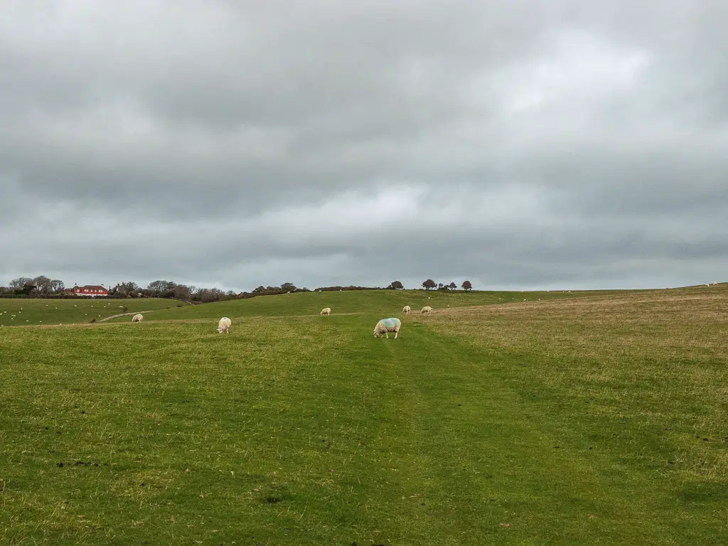 Sheep grazing on the green grass field.