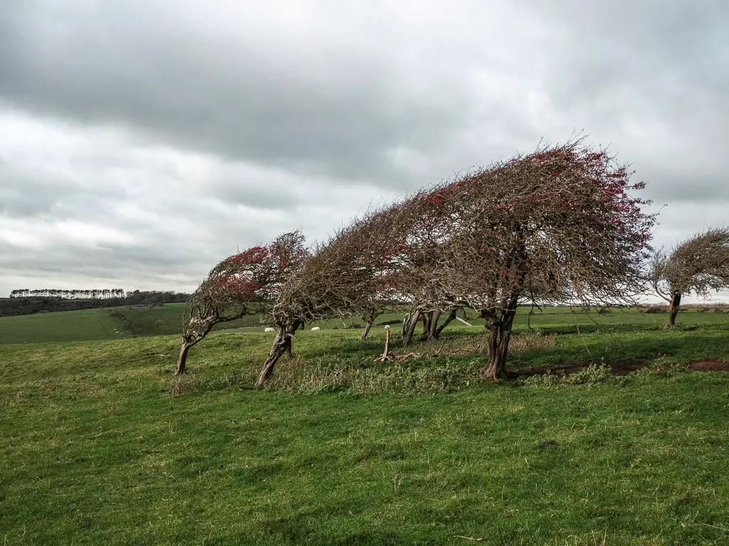 Windblown trees on the grassy field on the circular walk away from Birling Gap, towards Friston Forest.