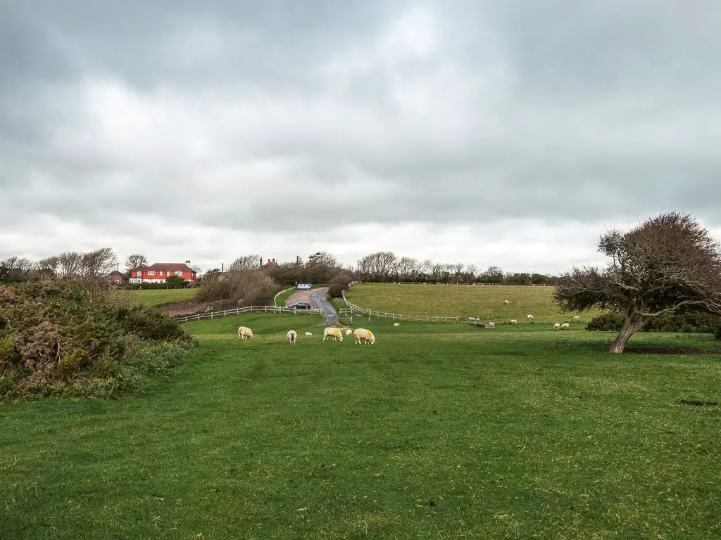 A field, with sheep grazing ahead, and a road and red house in the distance. 