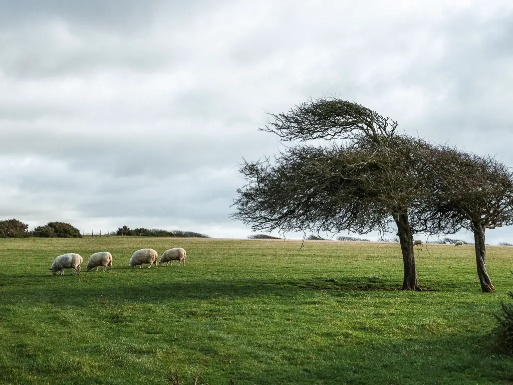 Four sheep standing next to windblown trees, on the circular walk towards Friston Forest, from Birling Gap.