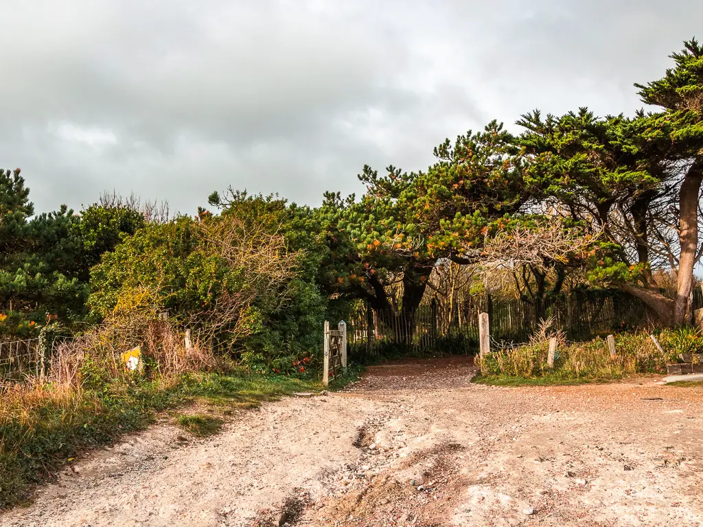 A gate opening through the trees.