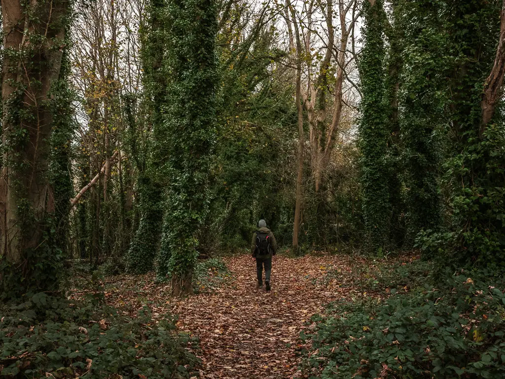 A man walking on the brown leaf covered grout on the Birling Gap to Friston Forest circular walk. There are tree trunks standing tall around him.